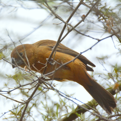 Blackish-Blue Seedeaater (Female)